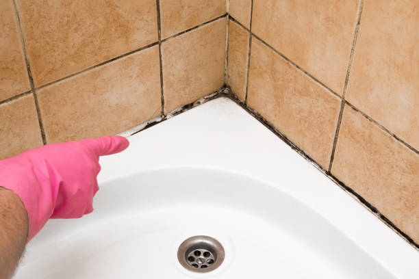 Mold Removal and Inspection in Willow, AK